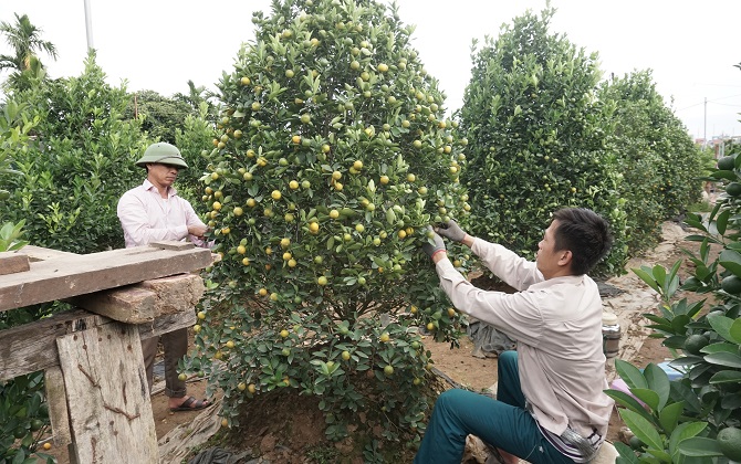 Làng quất cảnh Tứ Liên tất bật vào mùa gò thế cây, giá năm nay dự kiến thế nào?