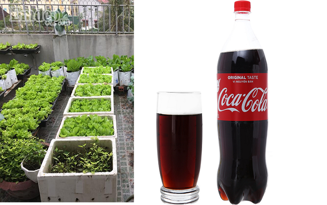 Thấy con dâu học nhà hàng xóm tưới rau bằng coca, mẹ chồng ra xem và phát hiện điều bất ngờ