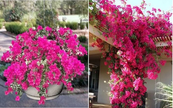 10 ý tưởng tạo nên góc nhỏ xinh đẹp rực rỡ với hoa giấy