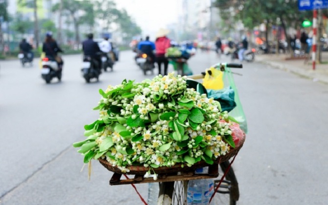 Không chỉ có hoa ban, tháng 2 Hà Nội còn nồng nàn hương hoa bưởi