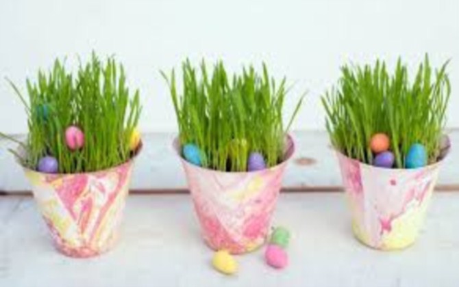 Cây cảnh mạ non mang không khí đồng quê thư thái vào ngôi nhà