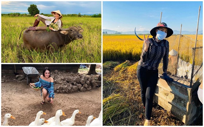 Sao Việt về quê gặt lúa, chăn trâu mùa dịch