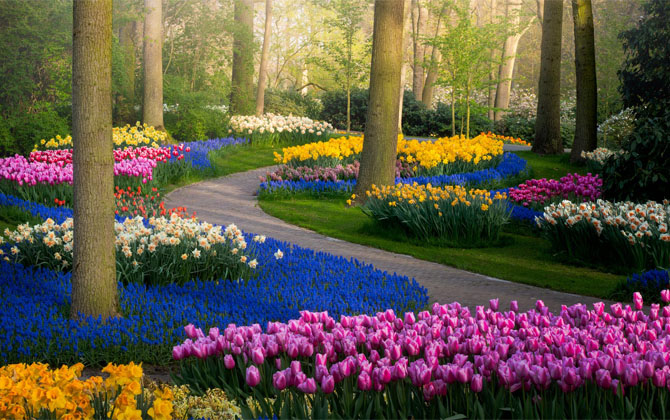 Công viên Keukenhof đẹp đến nao lòng dù đang bị đóng cửa khiến tín đồ du lịch tiếc hùi hụi