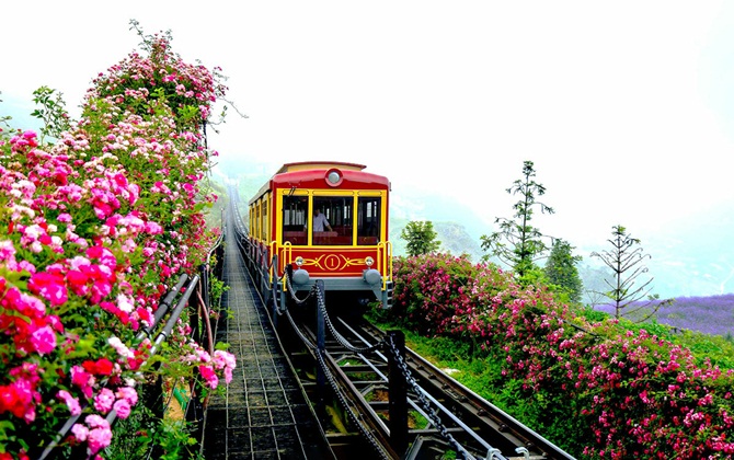 Lên Sapa ghé thăm thung lũng hoa hồng lớn nhất Việt Nam