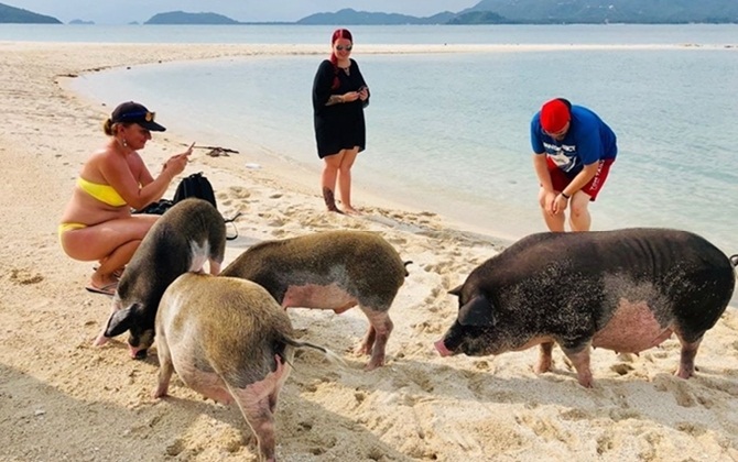 Bãi biển đầy những chú lợn đáng yêu ở Thái Lan khiến khách du lịch cực kỳ thích thú