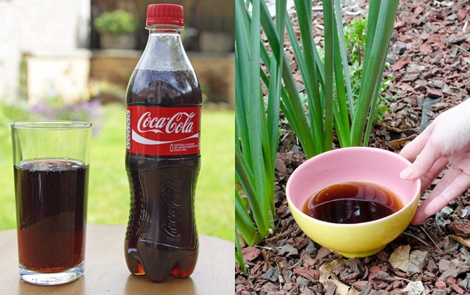 Đừng vứt chai Coca-Cola không uống hết, sử dụng chúng để làm vườn có phải tiện dụng hơn không?