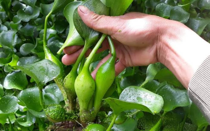 3 thứ cây mọc dại khắp bờ tường, ao hồ, ruộng đồng 'đổi đời' được 'lùng mua' với giá đắt