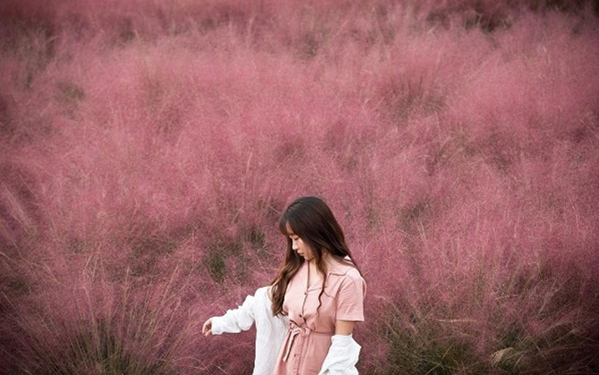 Ngất ngây với cánh đồng cỏ hồng tuyệt đẹp sang thu ở công viên Yangju Nari, Hàn Quốc