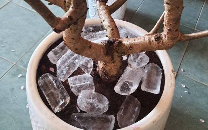 Đào mãi không chịu nở, anh chàng cho đá lạnh vào gốc, dân mạng 'há hốc mồm' vì cách sai bét này
