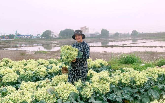 Chia sẻ rơi nước mắt của người chụp loạt ảnh hoa súp lơ nở trắng đồng giữa mùa dịch Covid-19