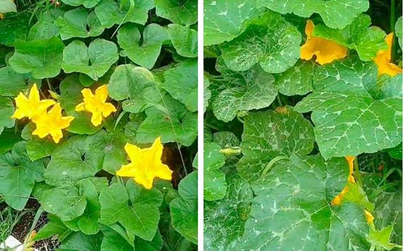 Cô gái Việt lấy làm lạ vì người Hàn ai cũng ăn bộ phận này của cây bí