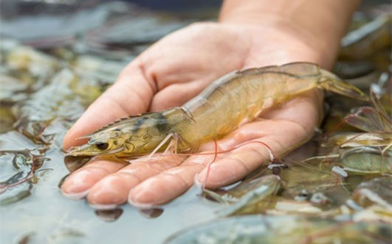 Đi chợ mua tôm, hãy nhìn vào điểm này để chọn được tôm tươi ngon không hoá chất