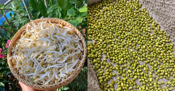 Mẹ đảm 8X Hà Nội chia sẻ cách làm giá đỗ mập, trắng đơn giản không cần tưới