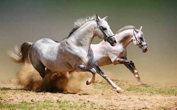 Câu chuyện con ngựa lười và bài học đáng suy ngẫm lột tả sự thật nơi công sở