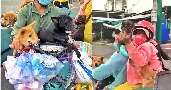 Vụ tiêu hủy 15 con chó đi theo 2 vợ chồng F0 về quê: Địa phương thừa nhận đã 'hơi vội' do áp lực chống dịch