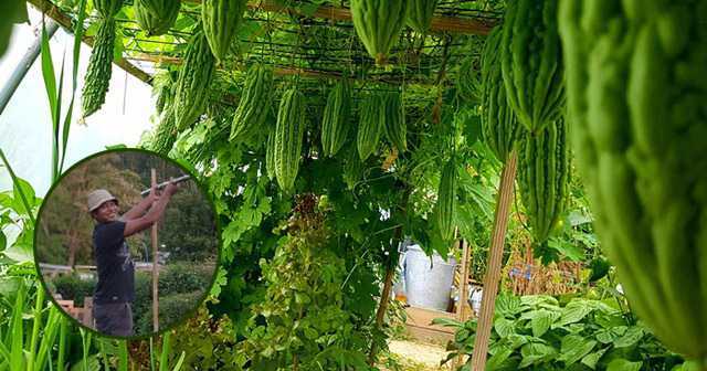 Người đàn ông gốc Việt làm giàn mướp, bí, trồng rau như ở quê nhà giữa đất Pháp