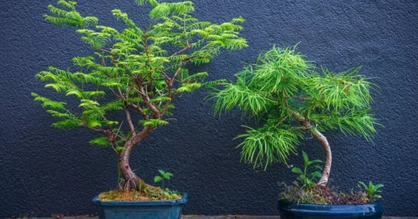 Ý nghĩa và công dụng của cây bonsai trong phong thủy không phải ai cũng biết