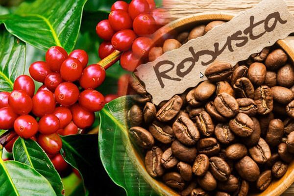 Cà phê Robusta là gì? Mặt hàng xuất khẩu lớn của Việt Nam được nhiều người yêu thích