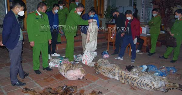 Bắt quả tang vụ xẻ thịt hổ tại nhà Chủ tịch xã

