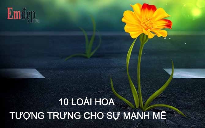 Top 40 loài hoa tượng trưng cho sự mạnh mẽ kiên cường