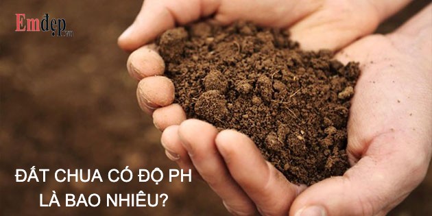 Đất chua là gì? Đất chua có độ pH là bao nhiêu?