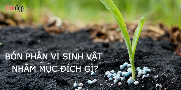 Bón phân vi sinh vật nhằm mục đích gì? Ưu nhược điểm