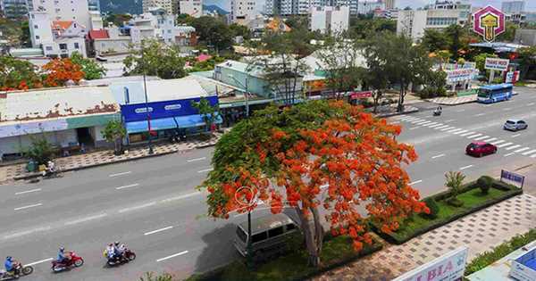 Cây phượng 'ngang ngược' ở Vùng Tàu hot nhất MXH, dân mạng phải gật đầu lia lịa: 'Đúng là có 1-0-2'

