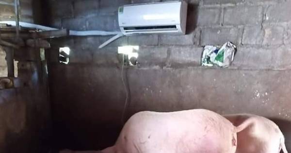 Bất ngờ gia đình chịu chi tiền lắp điều hòa cho lợn chống nắng, CĐM nghi ngờ chỉ là... photoshop