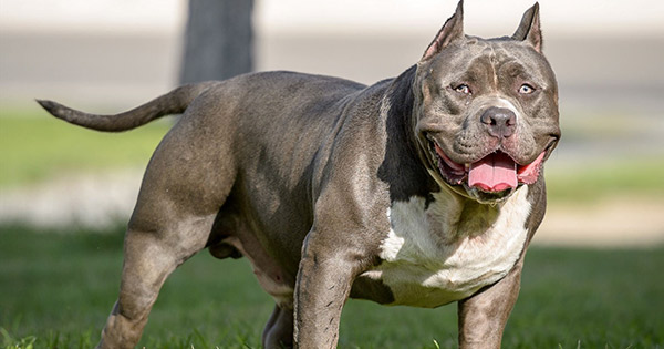 Chó pitbull nặng 40kg cắn chết nữ chủ nhà khi đang được cho ăn