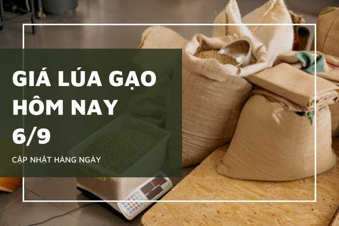 Giá cả thị trường ngày 6/9: Lúa gạo đồng loạt giảm từ 50 đến 300 đồng/kg