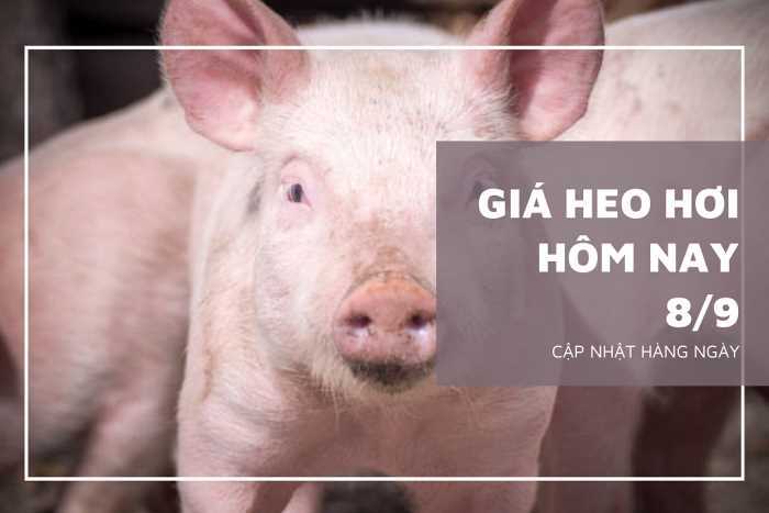 Giá cả thị trường ngày 8/9: Giá heo hơi giảm từ 1.000 đồng/kg - 3.000 đồng/kg tại miền Nam