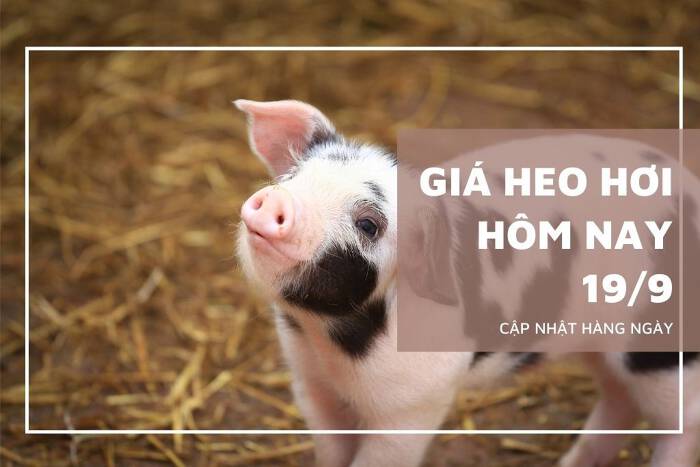 Giá cả thị trường ngày 19/09: Giá heo hơi giảm nhẹ 1.000 đồng/kg trong ngày đầu tuần