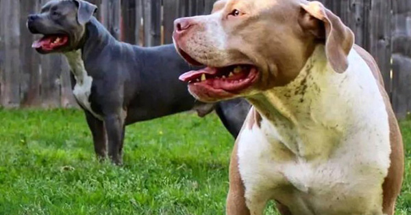 Chó pit bull tấn công 2 con, mẹ xả thân vẫn không cứu được

