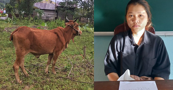 Thấy bò thả rông, cô gái 19 tuổi thuê xe ba gác bắt đem bán

