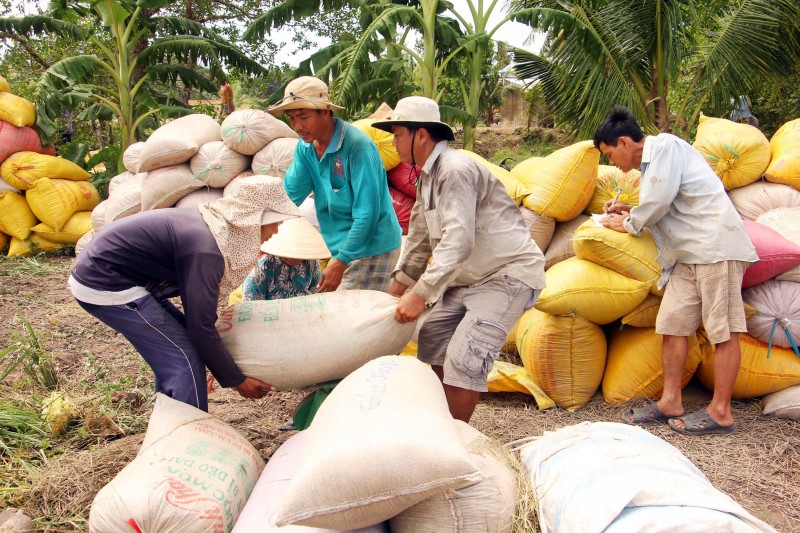 Giá lúa gạo hôm nay 13/12: Nhu cầu tăng, giá lúa gạo tiếp tục cao