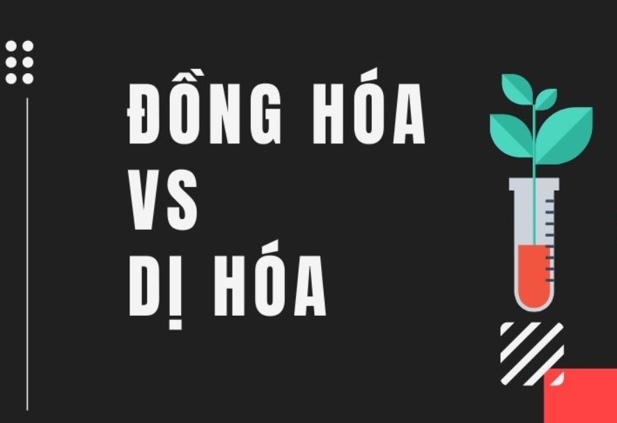 Đồng hóa là gì? Dị hóa là gì? Đồng hóa văn hóa là gì?