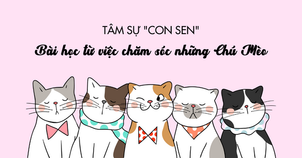 Tâm sự 'con sen', bài học từ việc chăm sóc những chú mèo