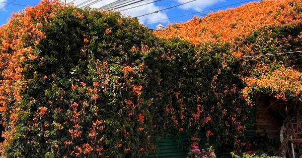 Xuất hiện căn nhà phủ kín hoa xác pháo ở Lâm Đồng, trông từ xa như cái thảm rực rỡ cả góc trời