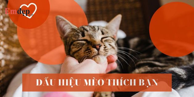 17 dấu hiệu mèo thích bạn, coi bạn là người thân thiết nhất