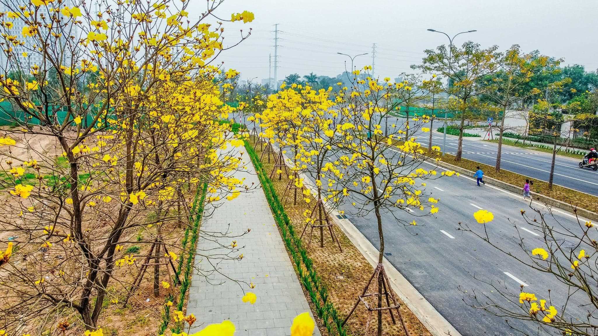 Mê đắm hàng cây phong linh nở hoa vàng đẹp như nước ngoài tại Hà Nội