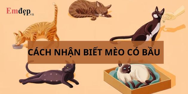 Cách nhận biết mèo có bầu: 10 dấu hiệu mèo có bầu rõ ràng nhất