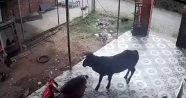 "Bò điên" đại náo húc cụ bà bất tỉnh, bé 7 tháng tuổi rơi khỏi võng

