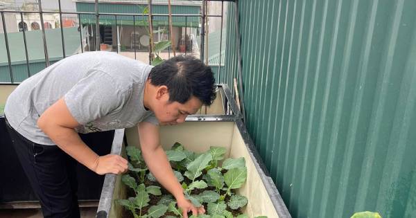 Hé lộ khu vườn nhỏ trên sân thượng ngập rau, trái của ca sĩ Trọng Tấn