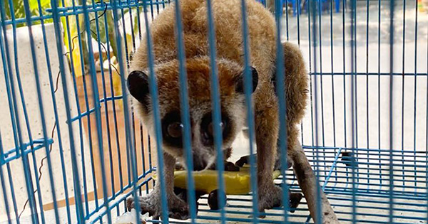 Loài vật quý hiếm bò vào nhà dân ở TP.HCM lúc nửa đêm

