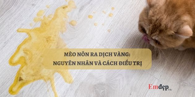 Mèo nôn ra dịch vàng có sao không? Nguyên nhân, cách điều trị