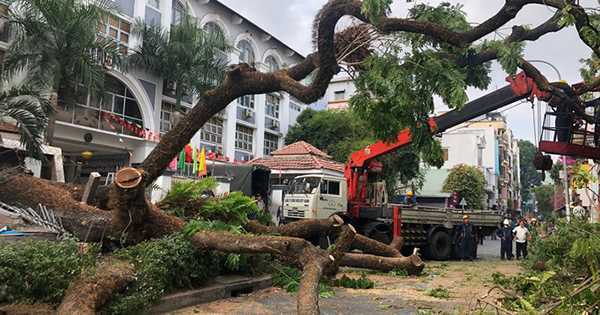 Cây me trong trường học bất ngờ bật gốc, 1 học sinh và 5 người lớn bị thương

