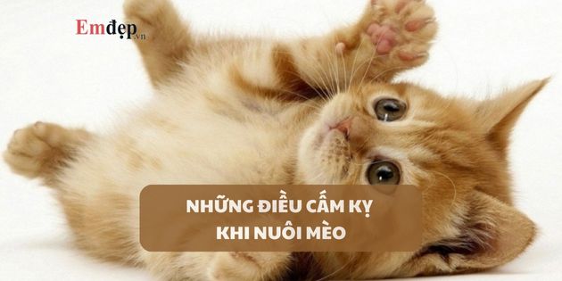 TOP 18 những điều cấm kỵ khi nuôi mèo chủ nuôi nào cũng cần biết