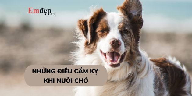 TOP 18 những điều cấm kỵ khi nuôi chó chủ nuôi nào cũng nên biết