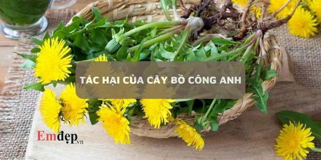 Tác hại của cây bồ công anh? Lưu ý khi sử dụng bồ công anh