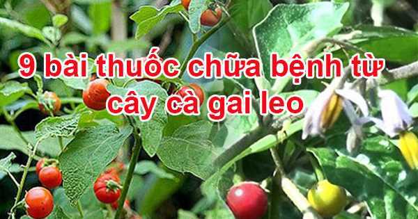 Tác dụng của cây cà gai leo là gì? 9 bài thuốc chữa bệnh từ cây cà gai leo